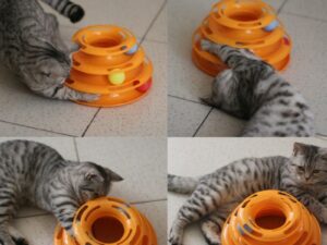 cat with ball toy